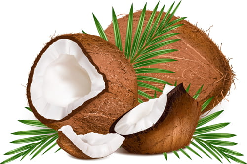 coconut