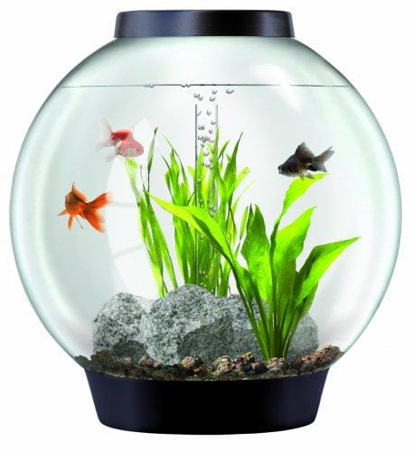 Fengshui Tips for Fish Tank