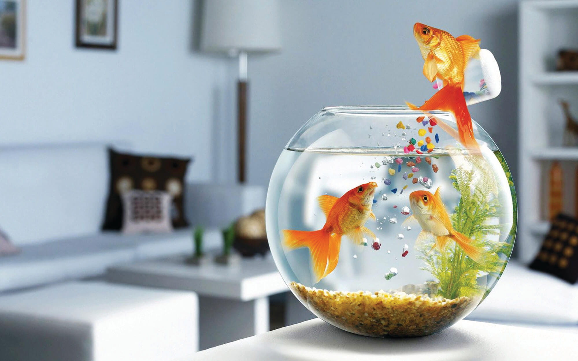 Fengshui Tips for Fish Tank