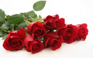 4476080-red-rose-wallpapers