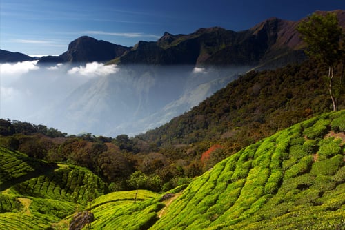 munnar_hill_station3
