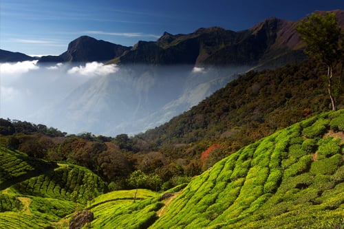 munnar_hill_station3