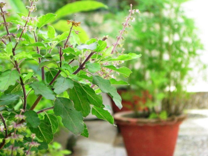 Health Benefits Of Tulsi