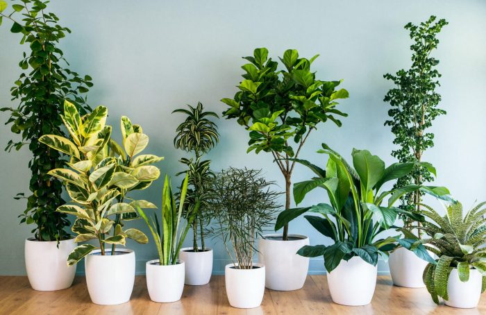 घर में हैं, हेल्दी इंडोर प्लांट्स, Healthy Plants, Purify Your Indoor Air