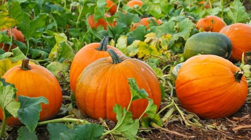 Is pumpkin good for skin problems