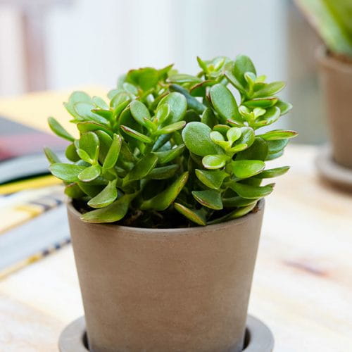  Jade Plant