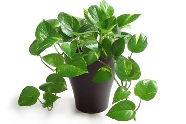 Money Plant