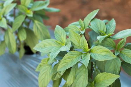 Basil leaves