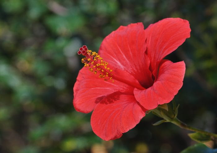 Hibiscus Plant