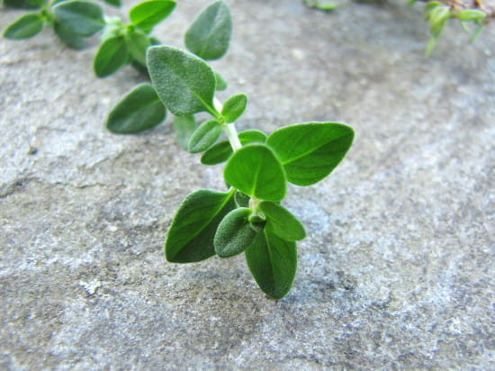 Thyme for throat pain