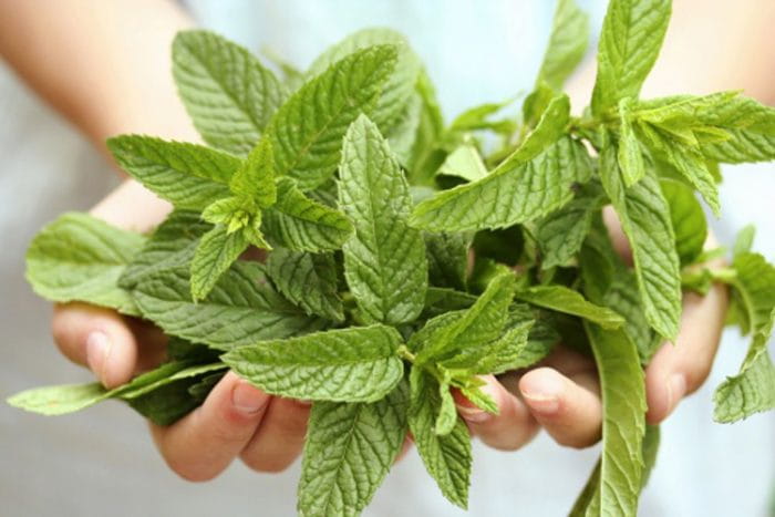 Peppermint Plant