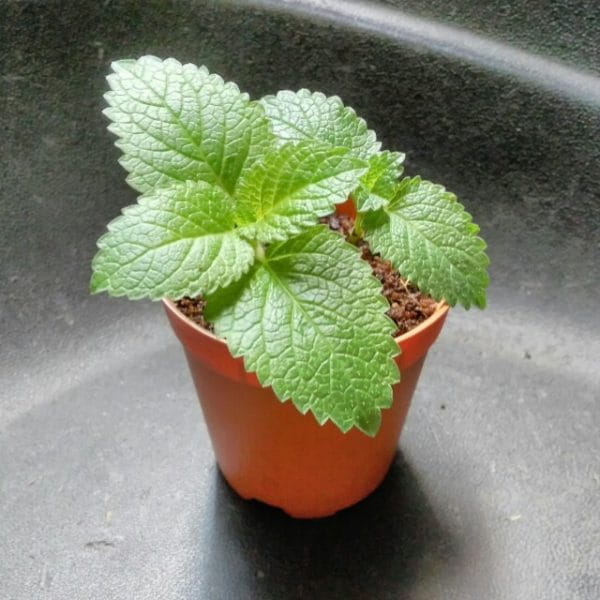  Lemon balm