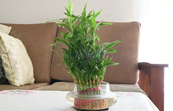 Bamboo Plant