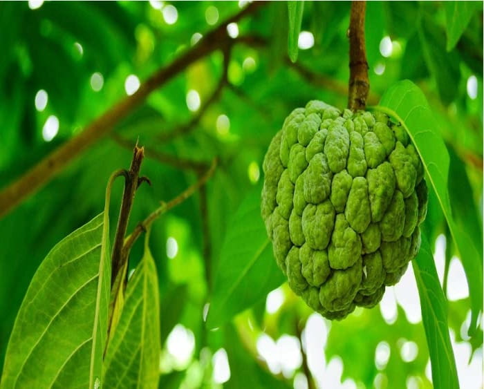 Benefits Of Custard Apple