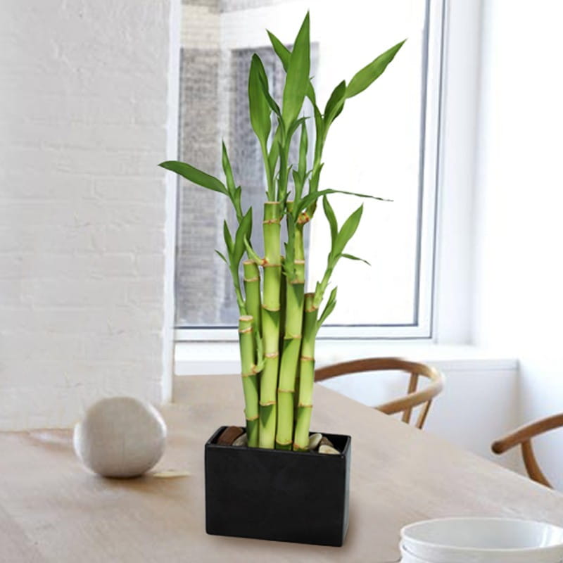 Bamboo Plant