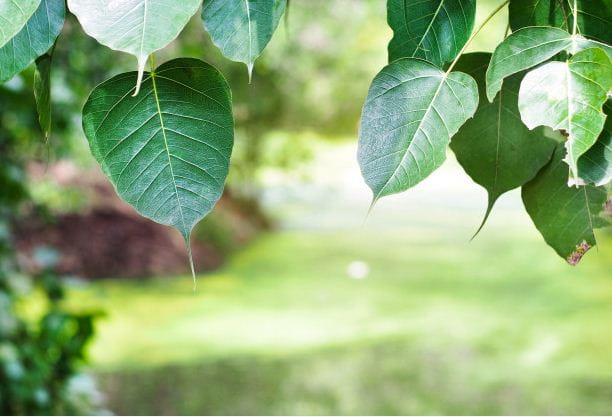 peepal tree