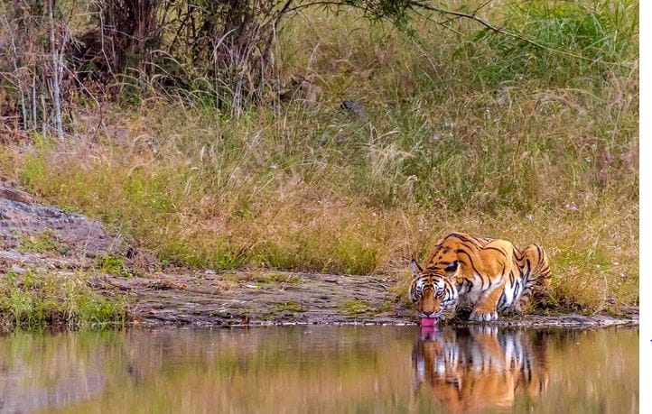 Bandhavgarh National Park, Madhya Pradesh