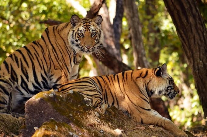 tiger test positive of coronavirus