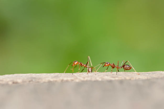 Red ants