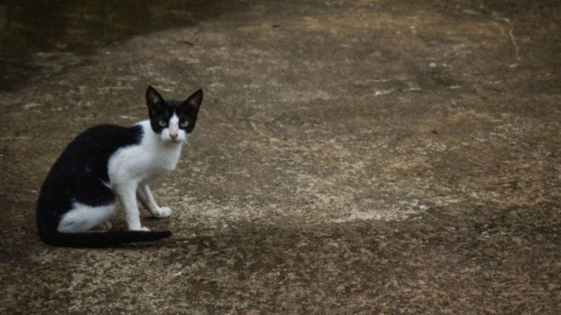 Cat Crossing Road