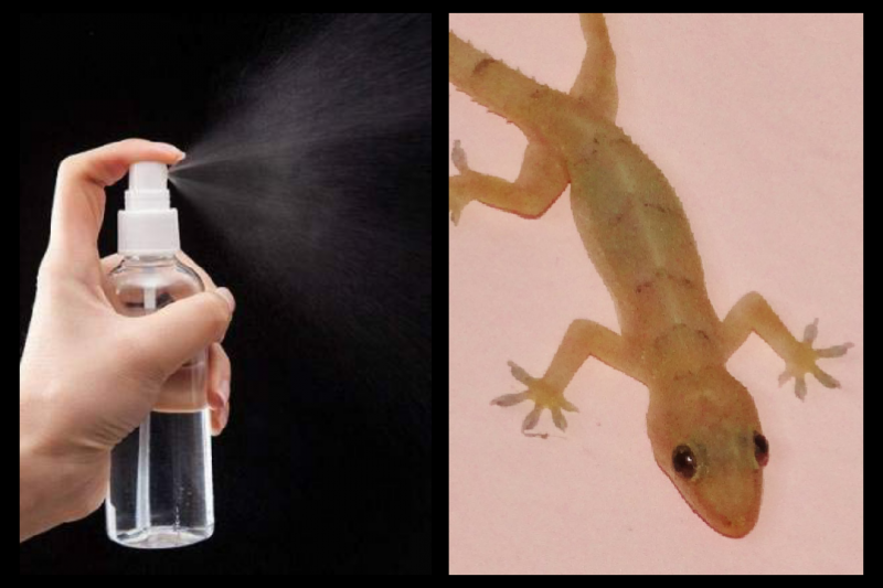 Home Remedies to Get Rid of Lizards