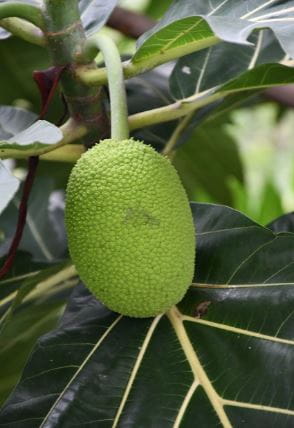 Milk and Jackfruit